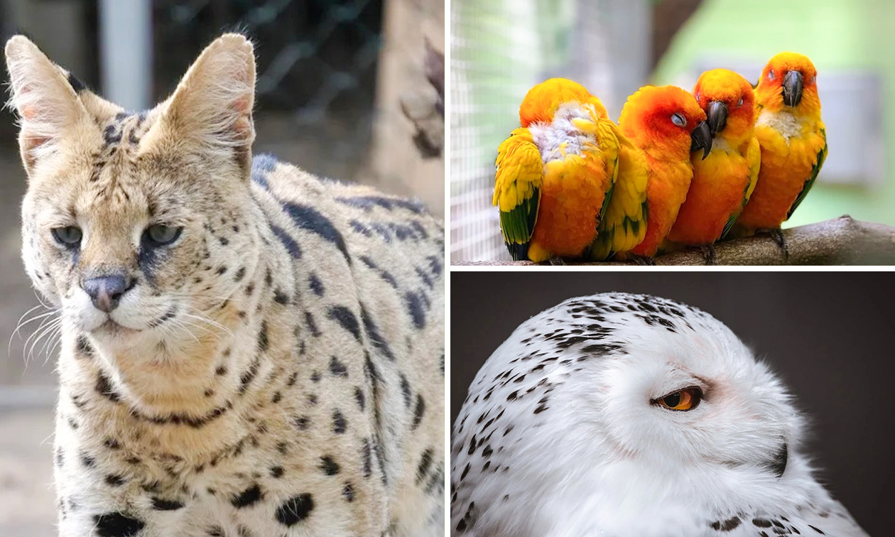 Solinger Vogel- und Tierpark
