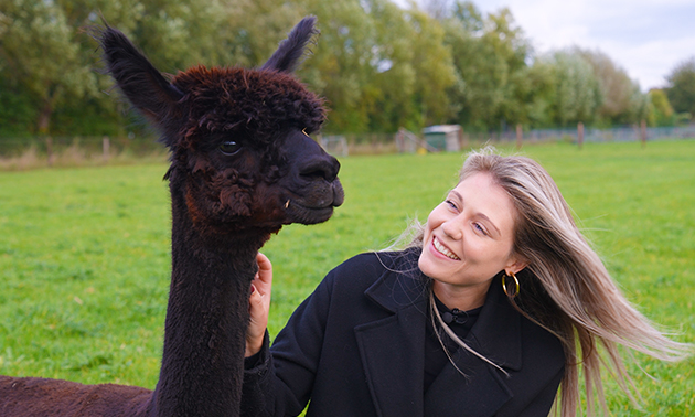Alpacafarm In de Puthof