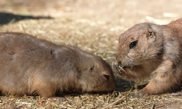 DierenPark Amersfoort